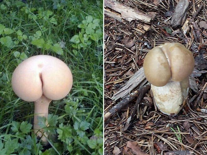 Mushrooms that look like butts.