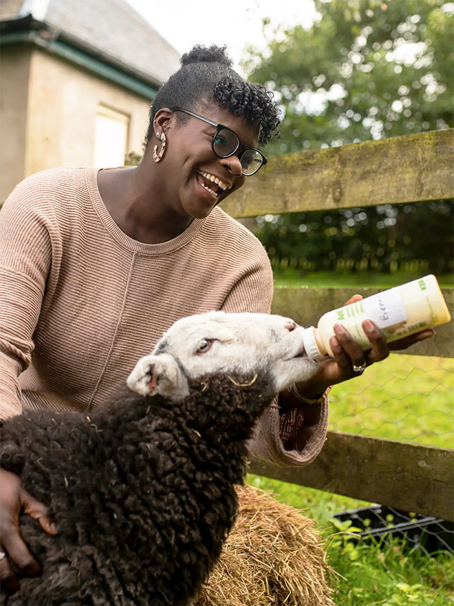 Feeding a lamb.