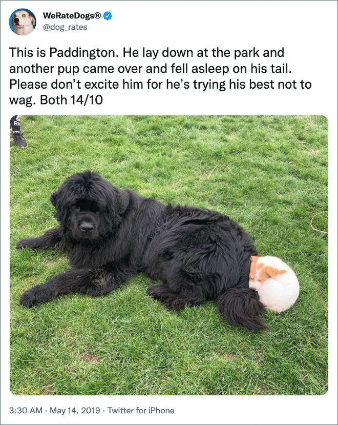 This is Paddington. He lay down at the park and another pup came over and fell asleep on his tail. Please don’t excite him for he’s trying his best not to wag. Both 14/10