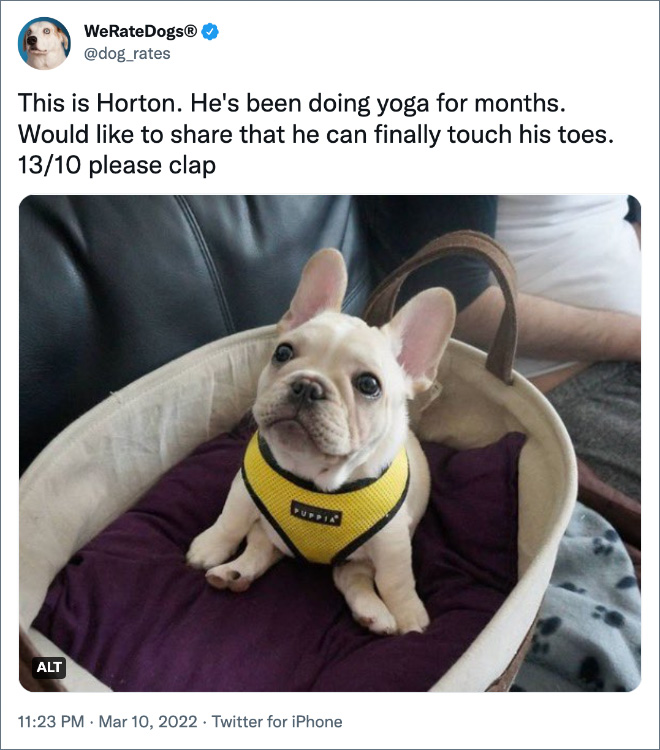 This is Horton. He's been doing yoga for months. Would like to share that he can finally touch his toes. 13/10 please clap