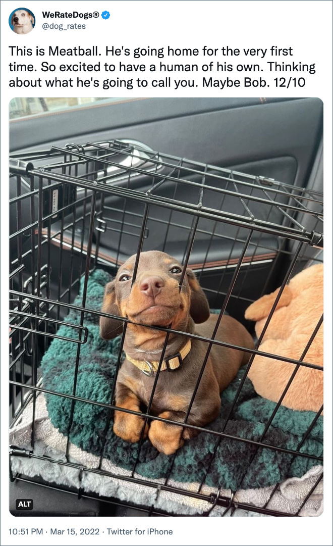 This is Meatball. He's going home for the very first time. So excited to have a human of his own. Thinking about what he's going to call you. Maybe Bob. 12/10