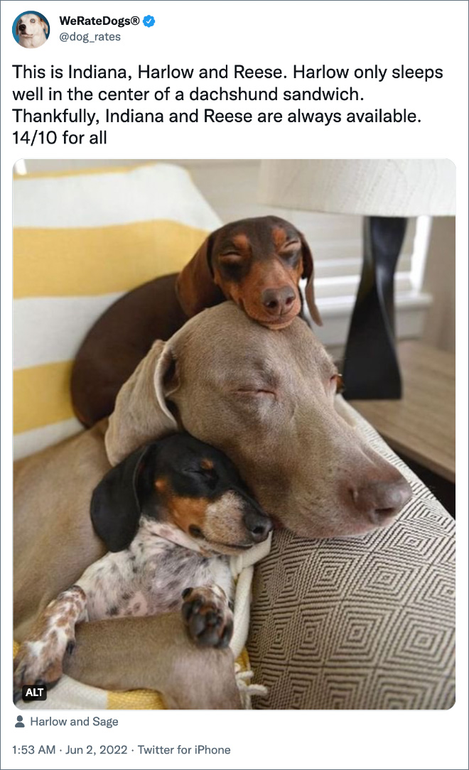 This is Indiana, Harlow and Reese. Harlow only sleeps well in the center of a dachshund sandwich. Thankfully, Indiana and Reese are always available. 14/10 for all