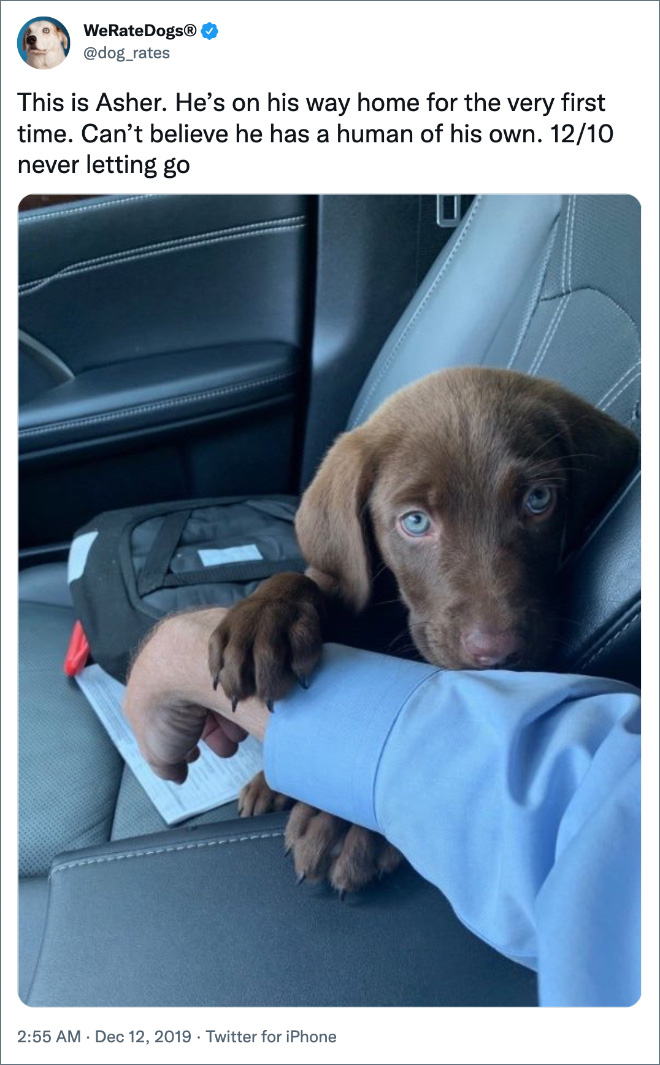 This is Asher. He’s on his way home for the very first time. Can’t believe he has a human of his own. 12/10 never letting go