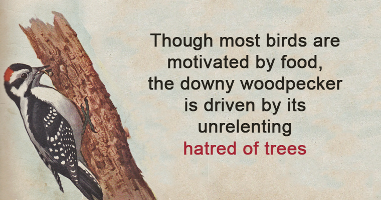 Amazing Little Known Animal Facts Amazing Little Known Animal Facts