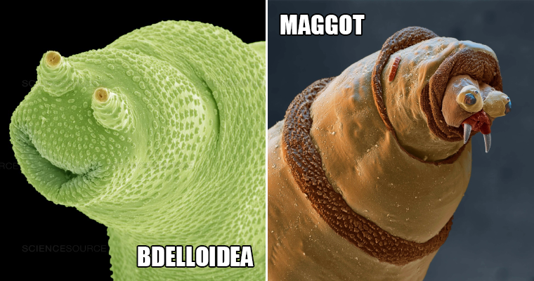 Terrifyingly Funny Creatures Under a Microscope