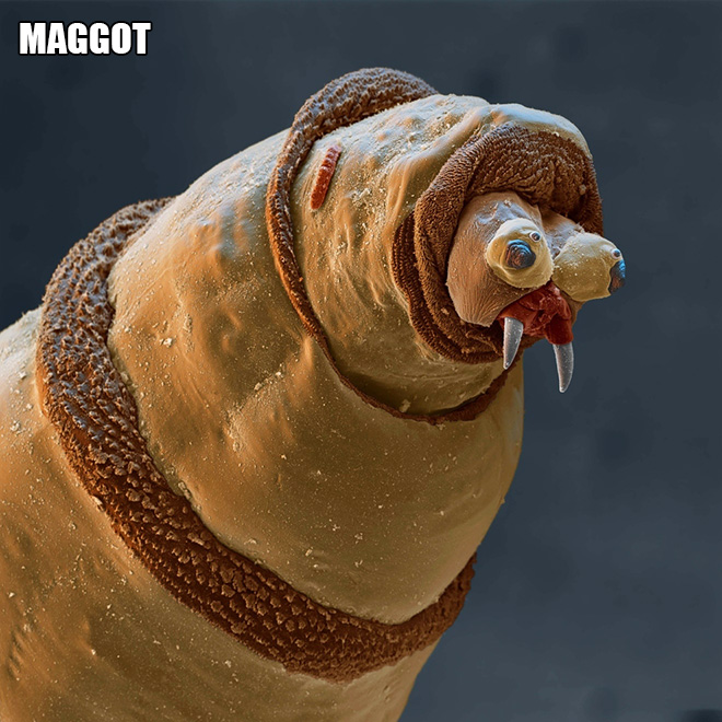 Terrifying and funny microscopic life.
