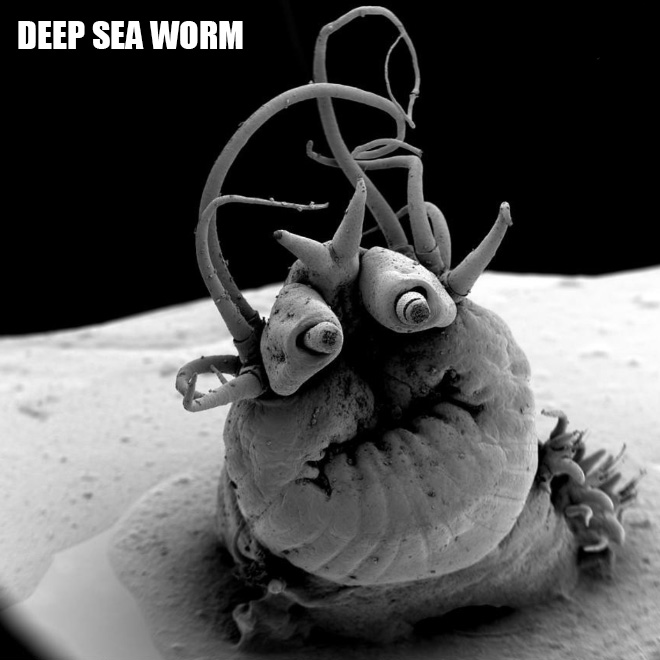 Terrifying and funny microscopic life.