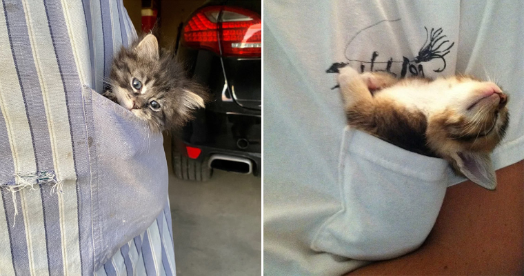 Cat pockets on sale