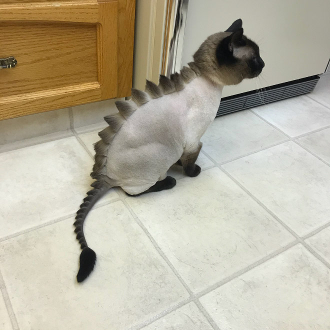 Dinosaur cat haircut.