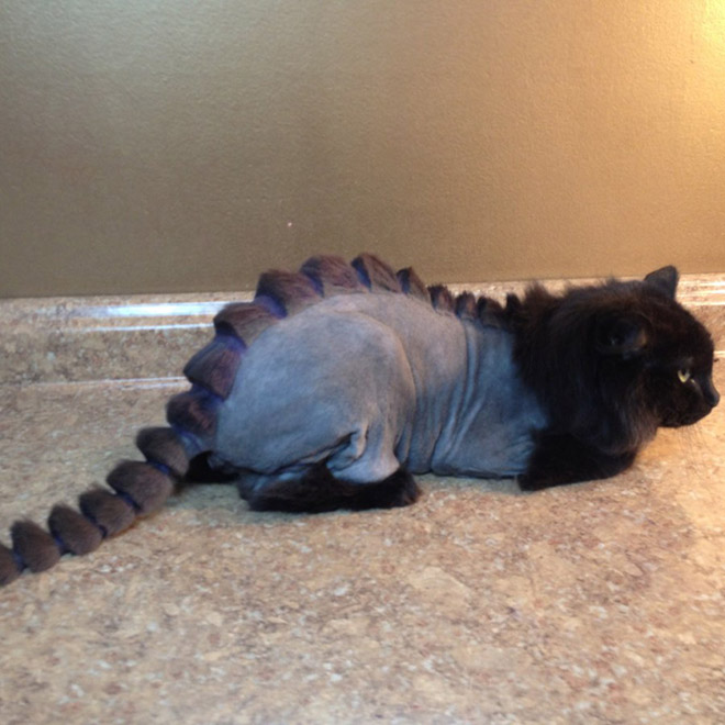 Dinosaur cat haircut.