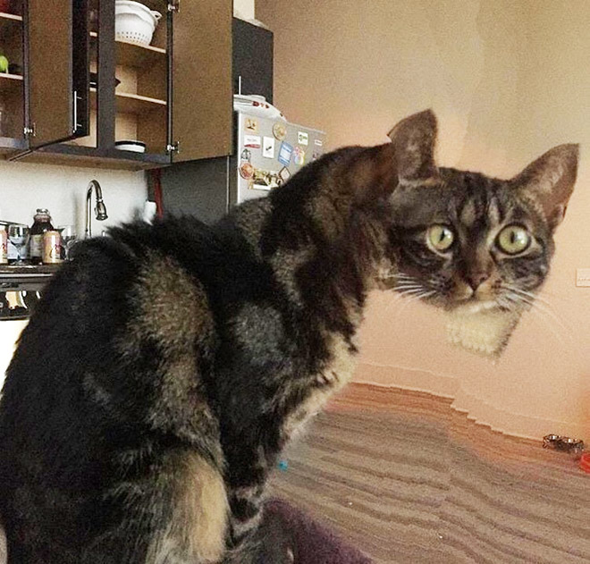 Panoramic cat photo gone hilariously wrong.