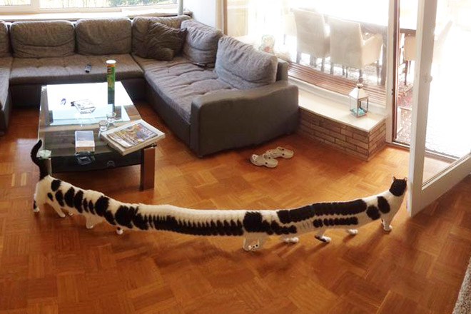 Panoramic cat photo gone hilariously wrong.