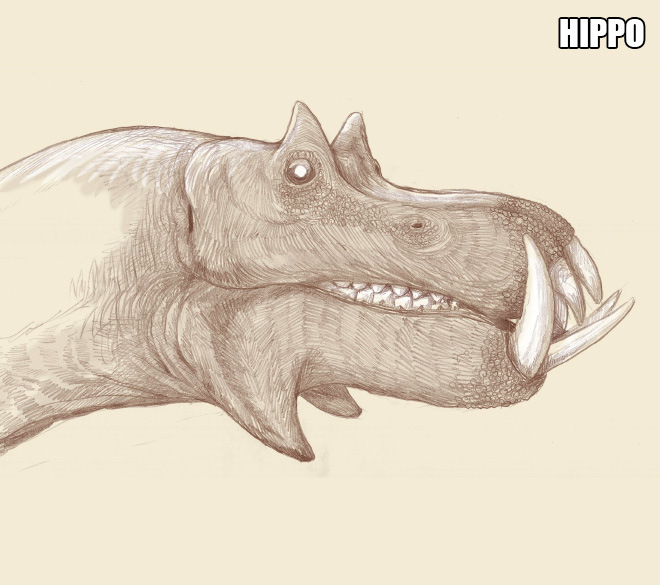 If you tried to envision a hippo based only on its bones, it might look something like this.