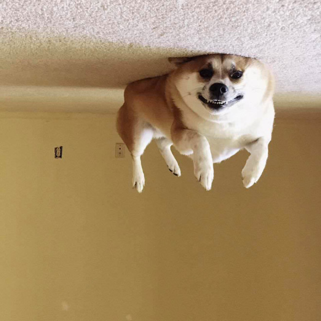 Dog balloon stuck to the ceiling.
