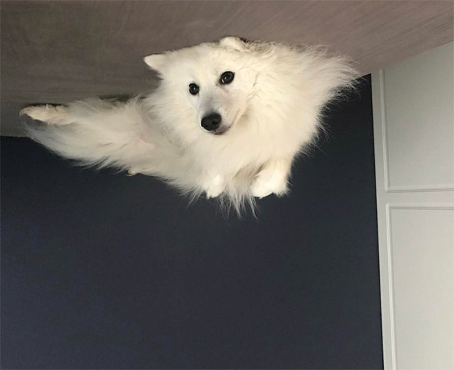 Dog balloon stuck to the ceiling.