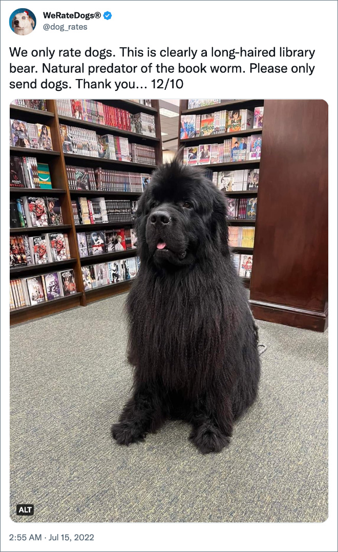 We only rate dogs. This is clearly a long-haired library bear. Natural predator of the book worm. Please only send dogs. Thank you... 12/10