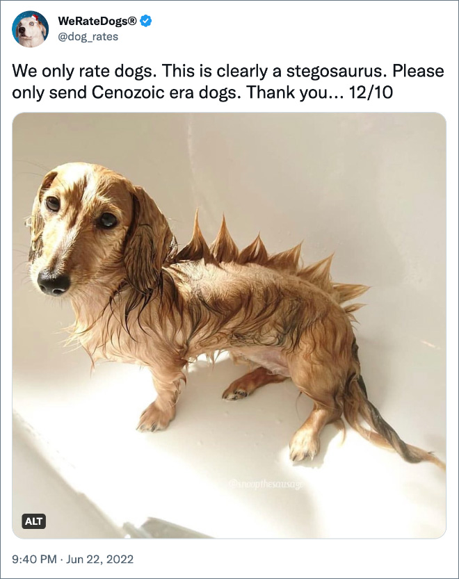 We only rate dogs. This is clearly a stegosaurus. Please only send Cenozoic era dogs. Thank you... 12/10