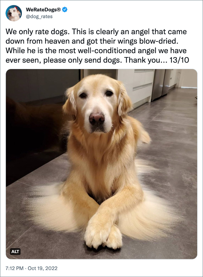 We only rate dogs. This is clearly an angel that came down from heaven and got their wings blow-dried. While he is the most well-conditioned angel we have ever seen, please only send dogs. Thank you... 13/10