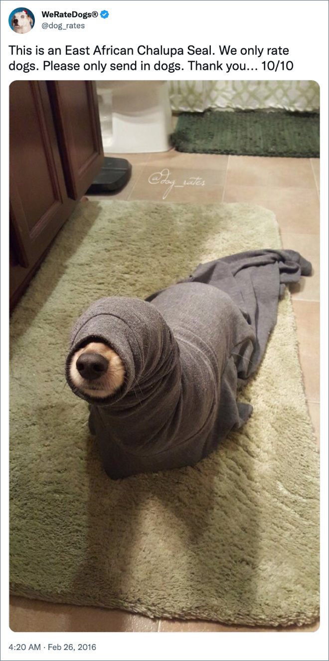 This is an East African Chalupa Seal. We only rate dogs. Please only send in dogs. Thank you... 10/10