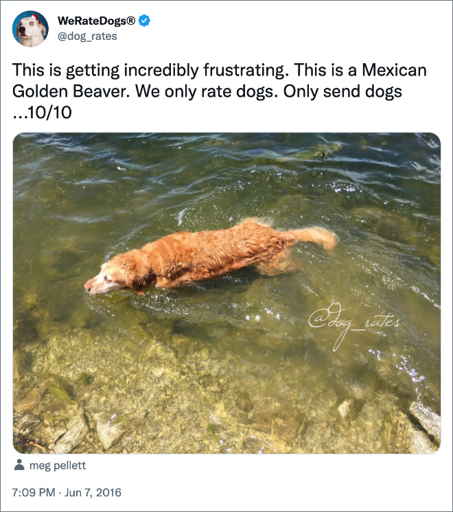 This is getting incredibly frustrating. This is a Mexican Golden Beaver. We only rate dogs. Only send dogs ...10/10