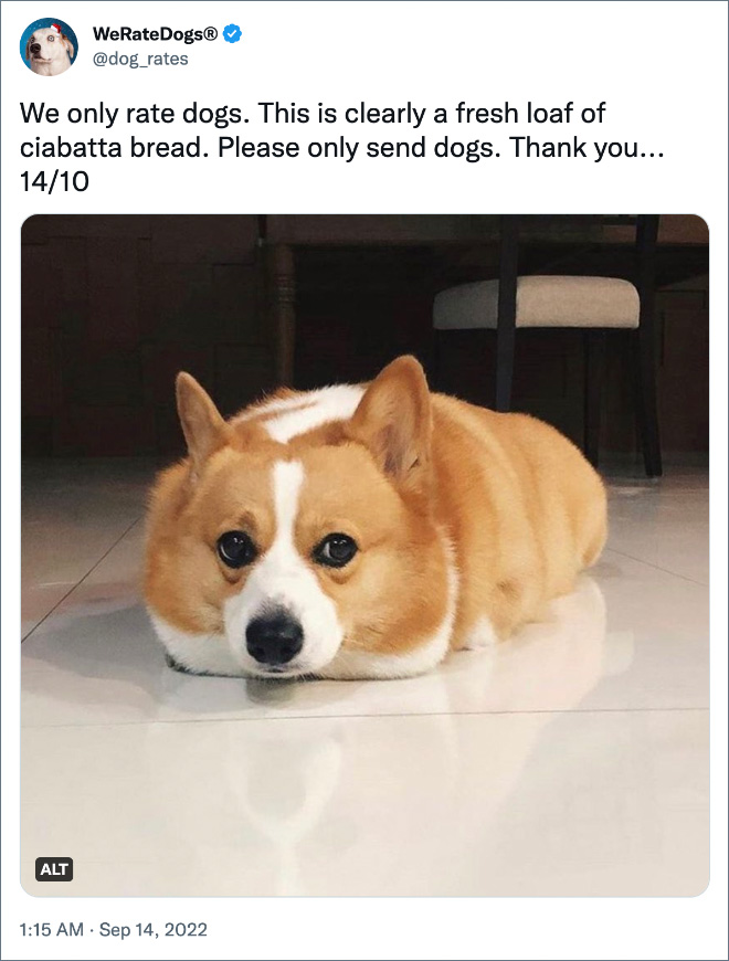 We only rate dogs. This is clearly a fresh loaf of ciabatta bread. Please only send dogs. Thank you... 14/10