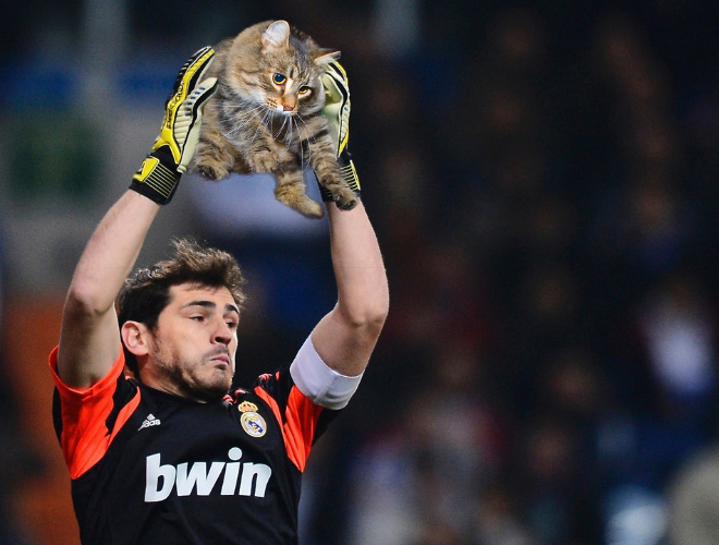 Balls replaced with cats in sports photos is a great idea!