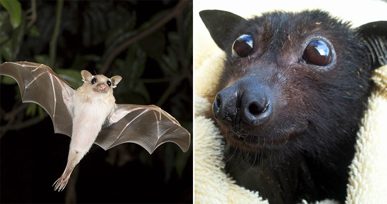 The Cutest Bat Contest: Here Are The Winners