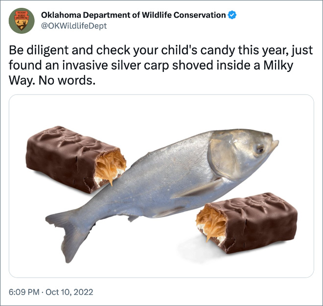 Be diligent and check your child's candy this year, just found an invasive silver carp shoved inside a Milky Way. No words.