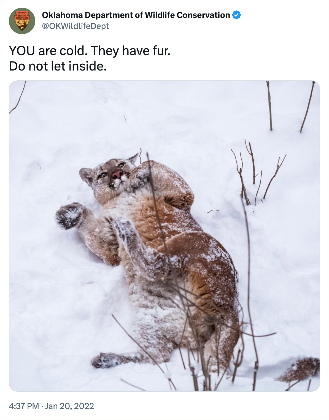 YOU are cold. They have fur. Do not let inside.