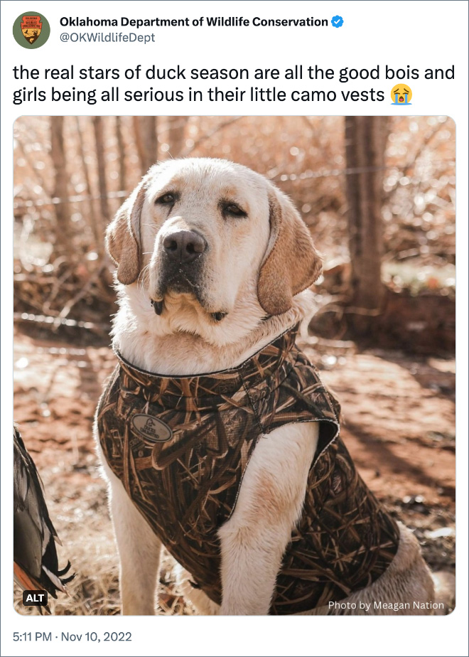 the real stars of duck season are all the good bois and girls being all serious in their little camo vests