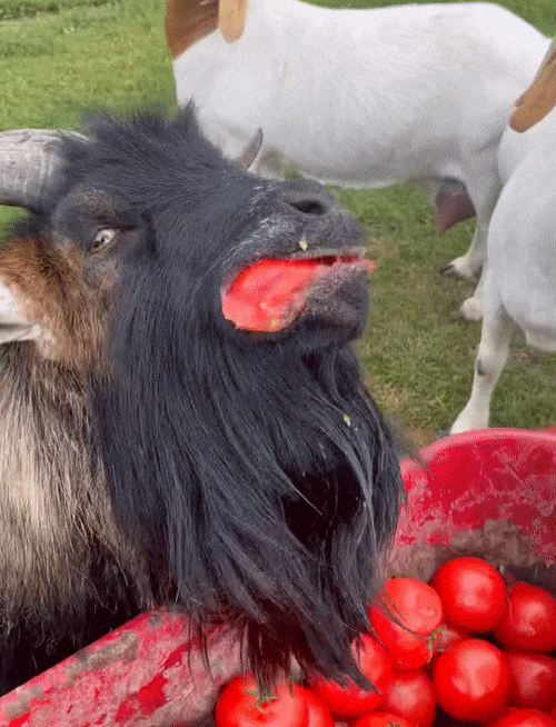 Goat eating tomatoes.