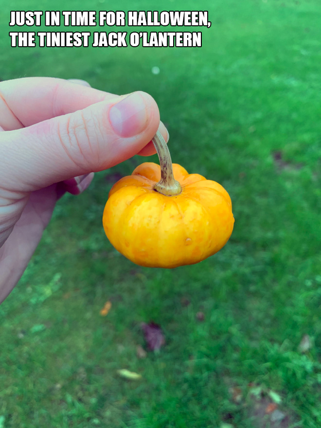 Mighty pumpkin.