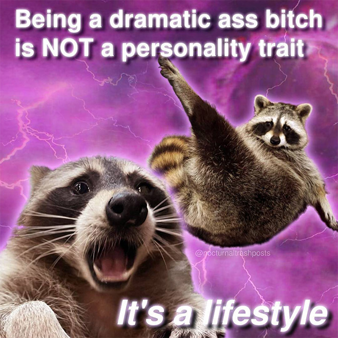 Raccoon memes is the best way to get your message across.