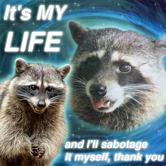 Raccoon memes is the best way to get your message across.