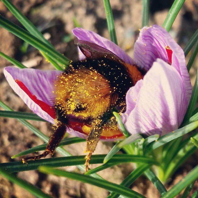 Tired bumblebee with pollen on the butt.