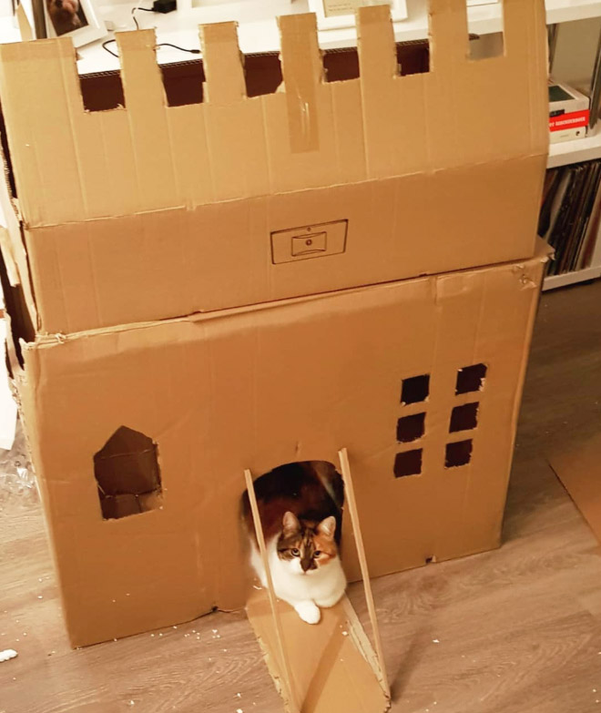 Cardboard cat fort.