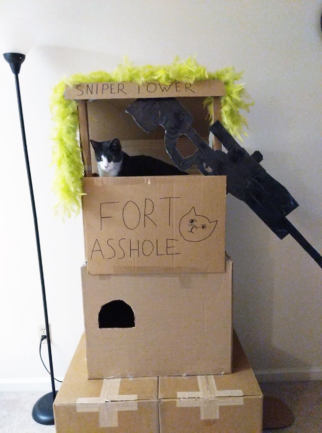 Cardboard cat fort.