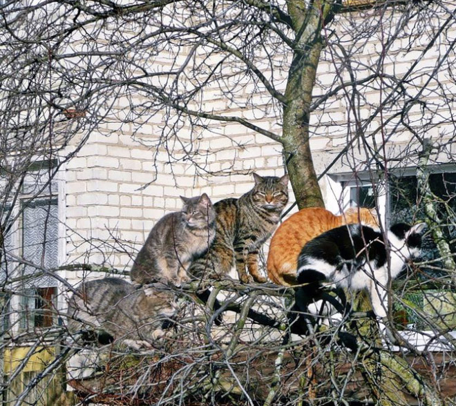 Spring is here. Cats have returned and are singing in trees.