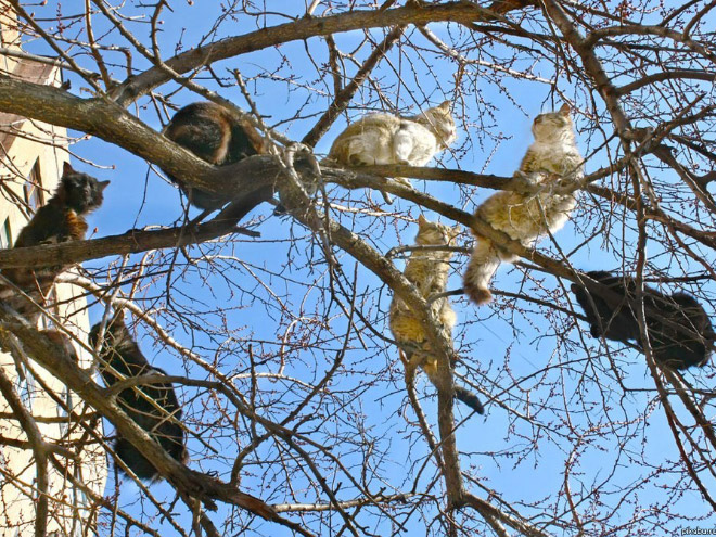 Spring is here. Cats have returned and are singing in trees.