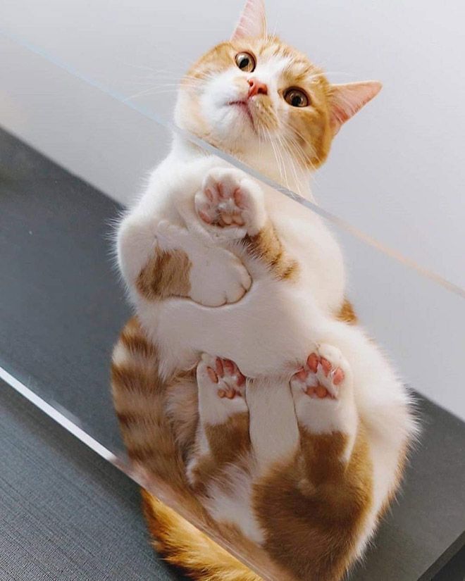 Cats on glass tables look hilariously adorable.