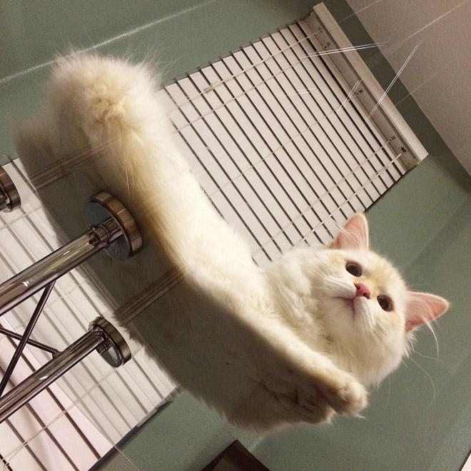 Cats on glass tables look hilariously adorable.