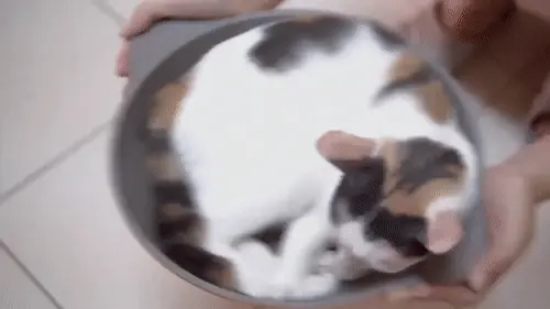 Proof that cats are actually liquid.