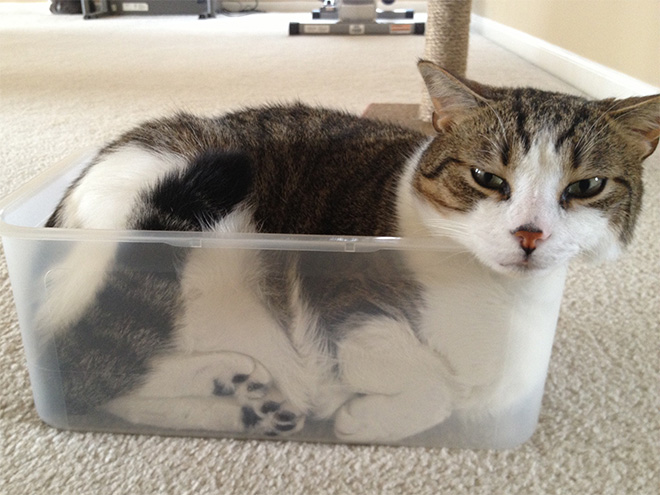 Proof that cats are actually liquid.