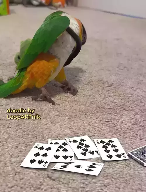 Bird dealing cards.