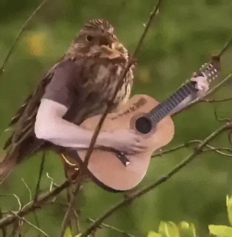 Bird playing a guitar.