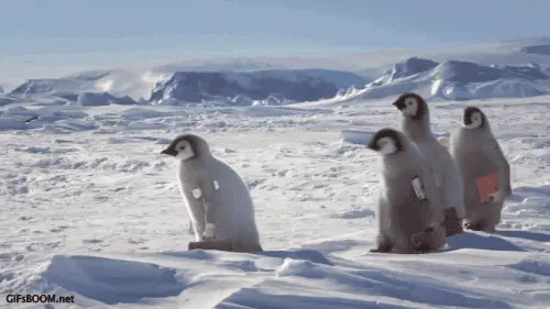 Penguins going to work.