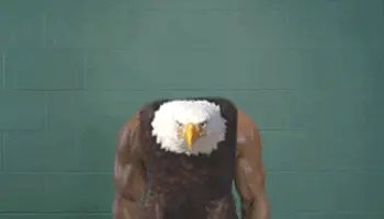 Bald eagle working out.