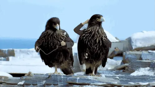 Cool birds.