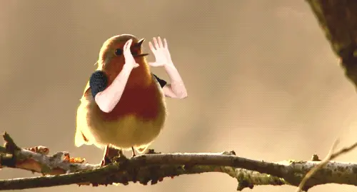 Singing bird.