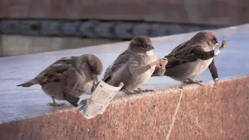 Birds with human arms.